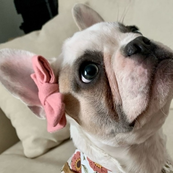 canoodle company Other - Pink Bow with Nylon Headband
